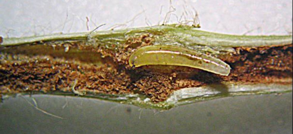 Stem fly infestation will be fatal for soybean crop