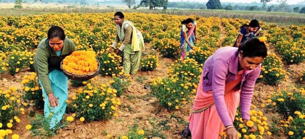 will get profit on cultivation of marigold flower