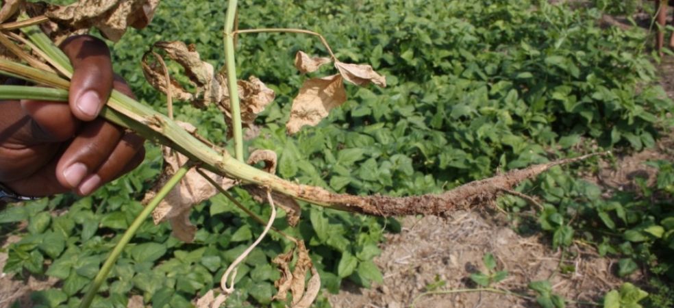 Root rot and damping off of cowpea crop