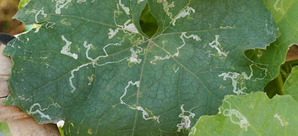 Attack of leaf miner in Ridge gourd