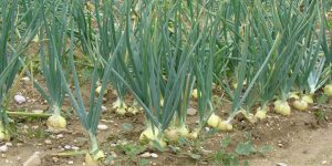 Three methods of sowing onion know which method is best?