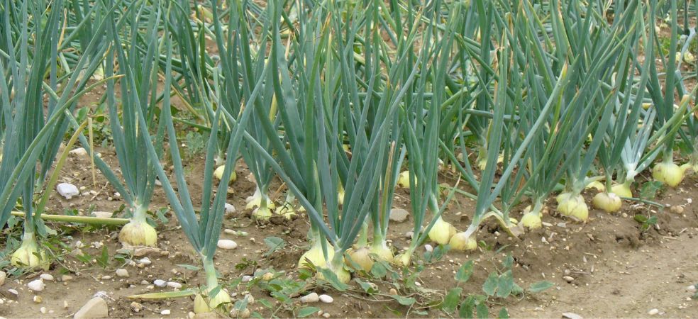 Three methods of sowing onion know which method is best?