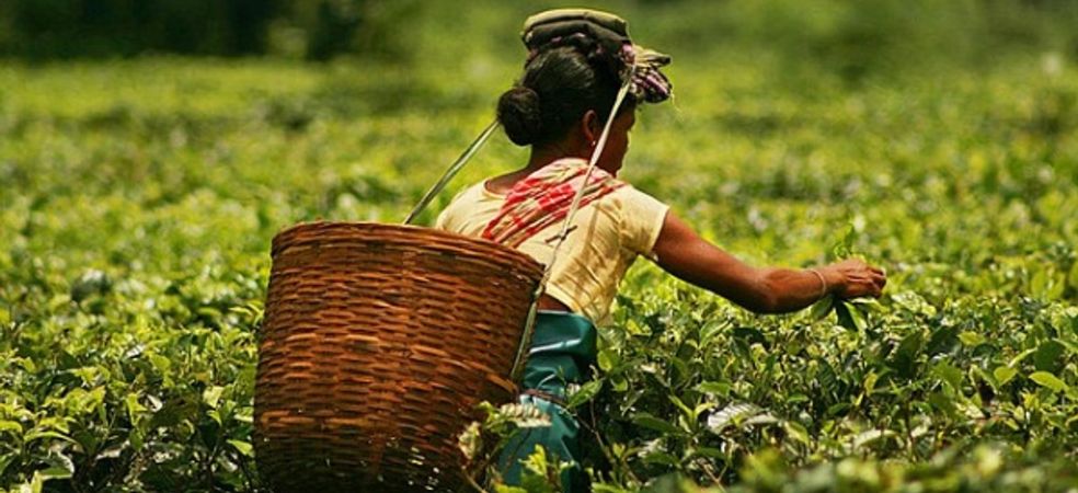 Government will bear half the cost of tea cultivation