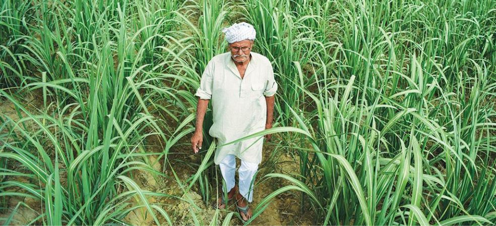 The government has announced that compensation will be given for crops damaged by rain