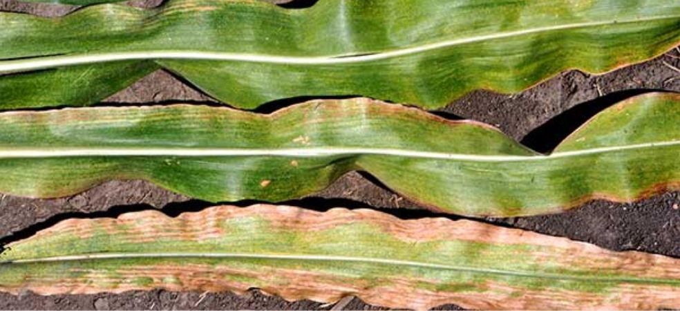 Spider Mites attack will increase in maize crop