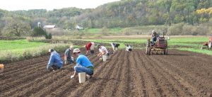 Prepare the field for garlic crop like this