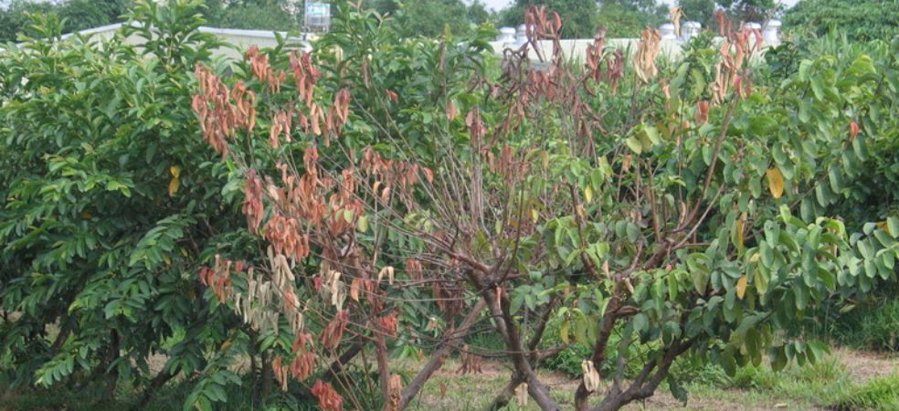 Symptoms and Prevention of Wilt Disease in Guava