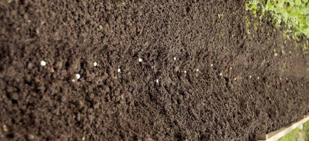 How to manage nutrition in 15 days of sowing in Peas