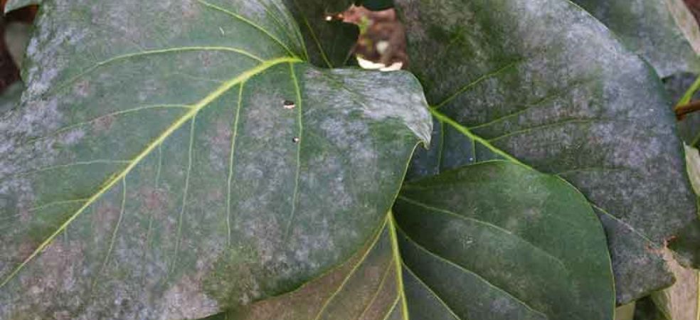 Control of fungal diseases is necessary for the protection of crops