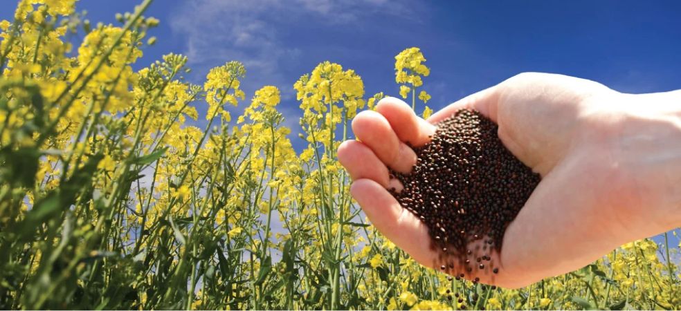 Get great yield and more oil production with the best mustard seeds