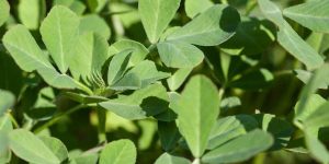 Know essential information before cultivating fenugreek