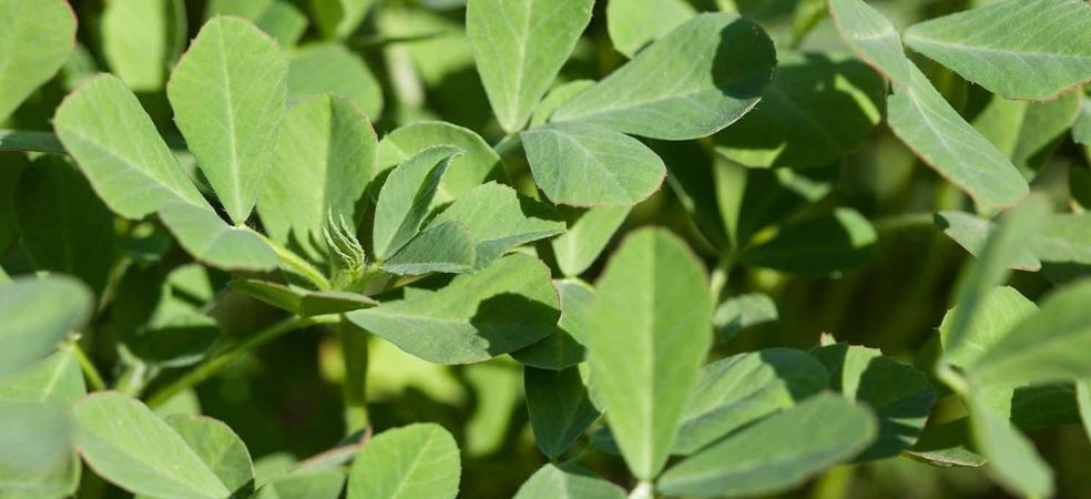 Know essential information before cultivating fenugreek