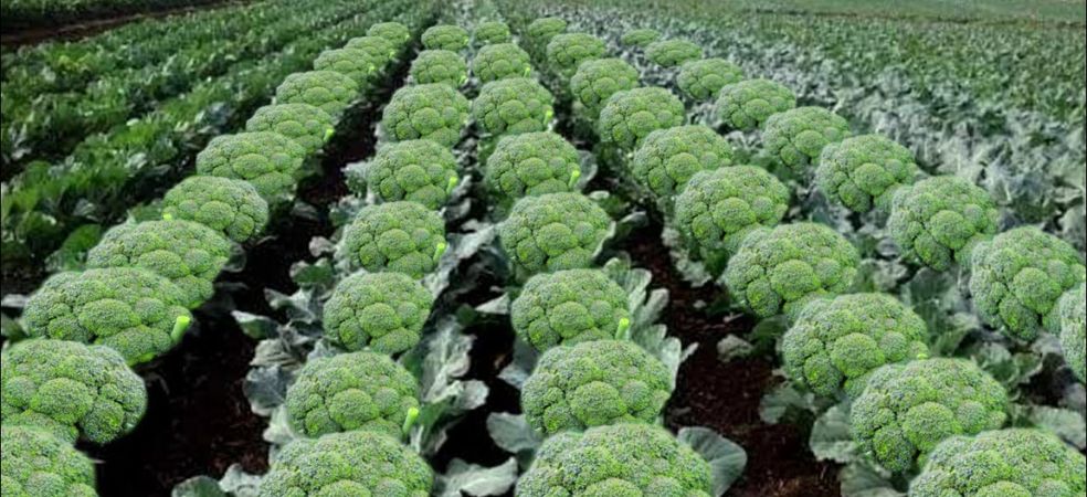 Government is giving subsidy on the cultivation of expensive vegetables