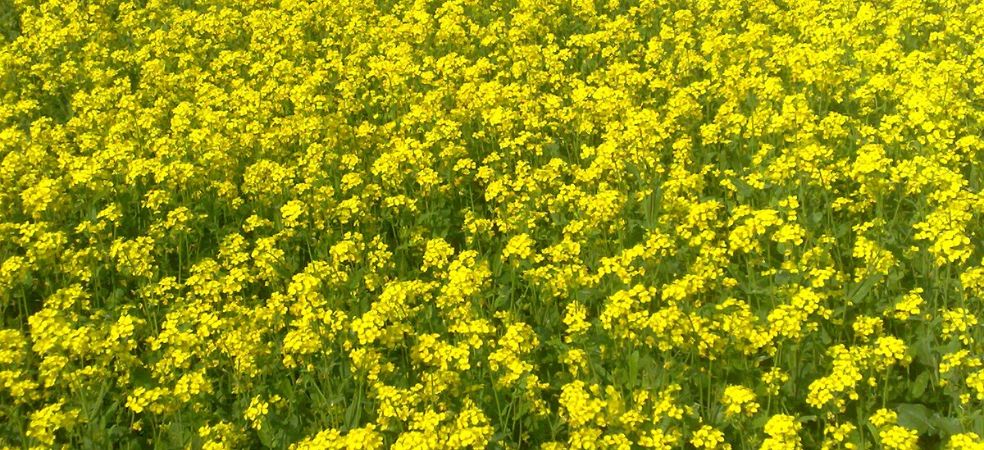 Take care of necessary fertilizer management while sowing mustard