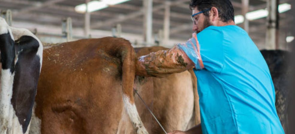 Get animals inseminated with new technology at 50 percent subsidy