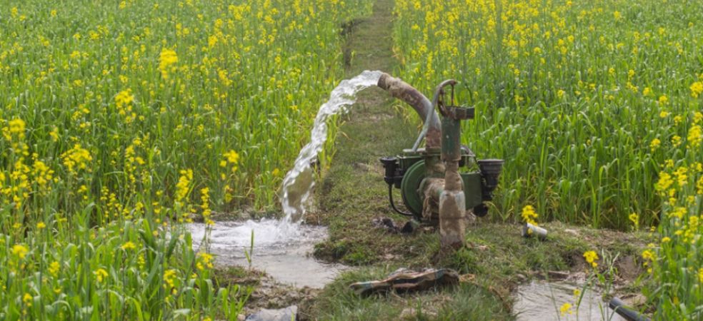 Critical stages of irrigation in mustard crop