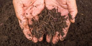 Use of vermicompost along with chemical fertilizers will be beneficial