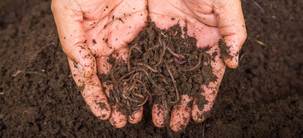 Use of vermicompost along with chemical fertilizers will be beneficial