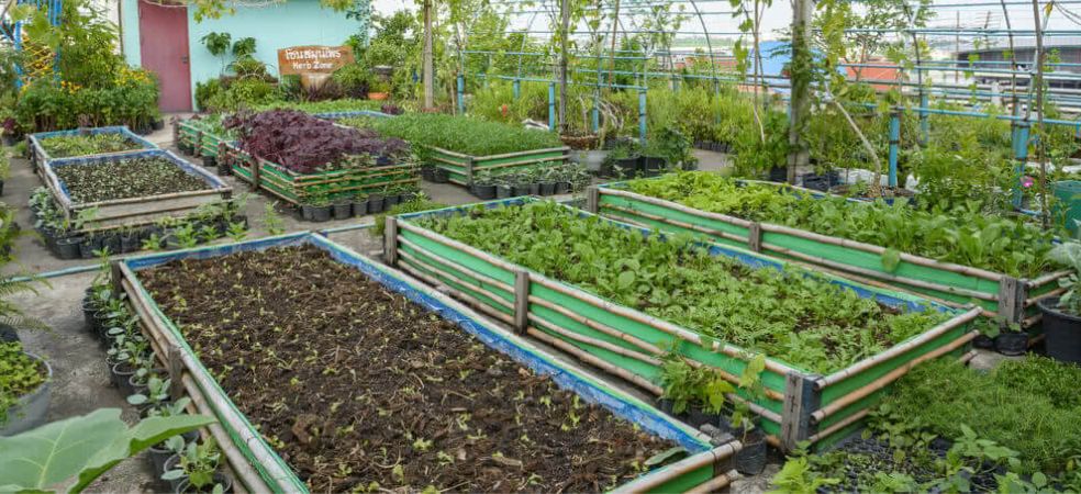 Rooftop Gardening Scheme