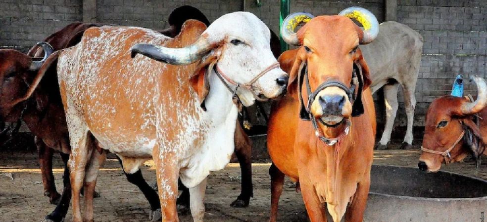 Farmers will get 80 thousand rupees for purchasing two indigenous breed cows