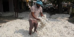 cotton mandi bhav