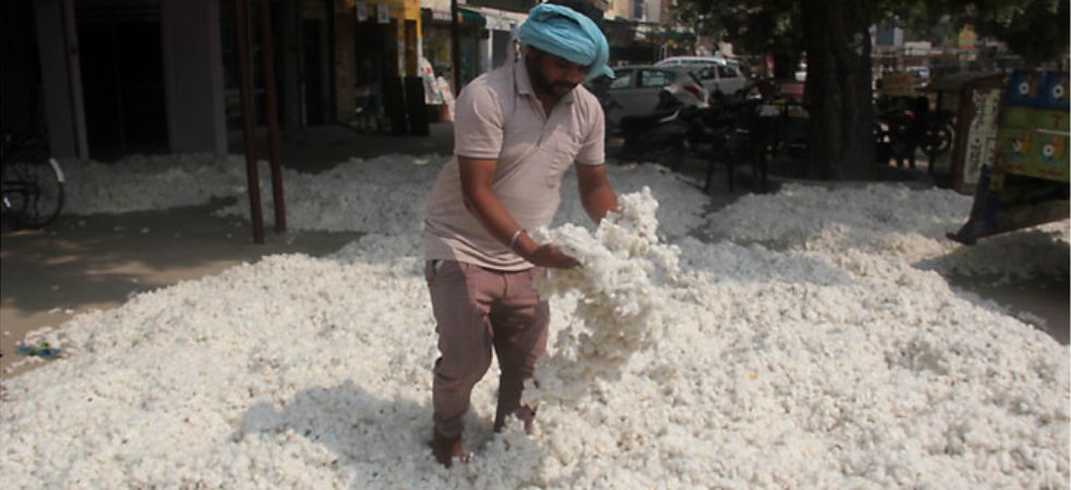 cotton mandi bhav