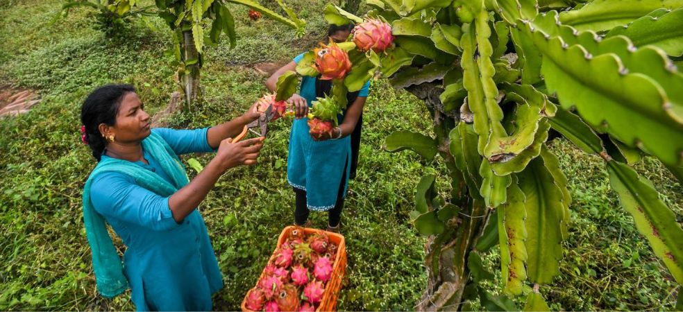 Mukhyamantri Horticulture Mission Scheme