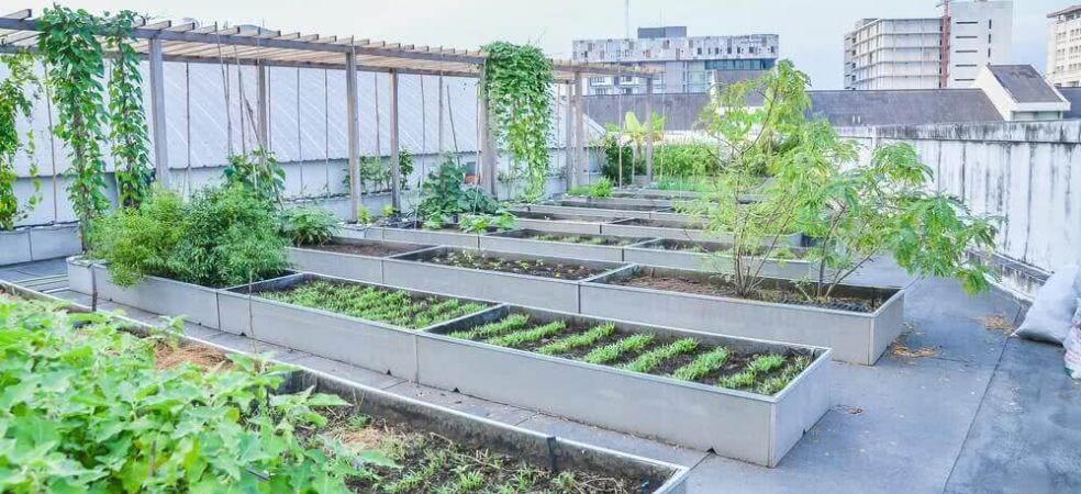 Roof Top Gardening Scheme