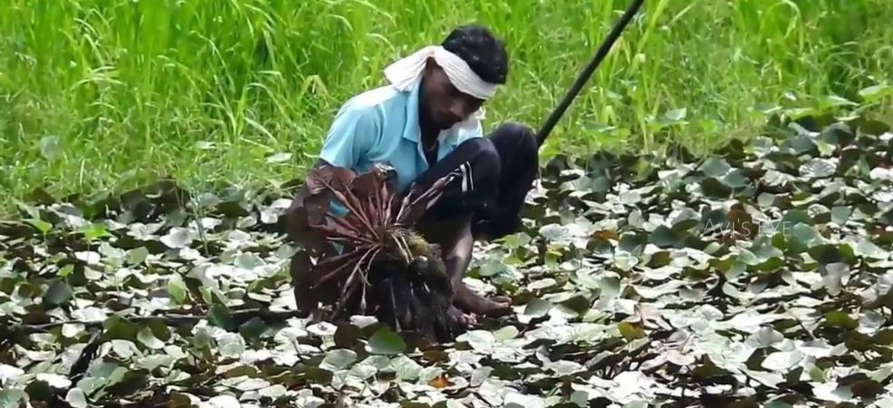 cultivate fish farming, makhana and water fruit water chestnuts on the same aquatic farm