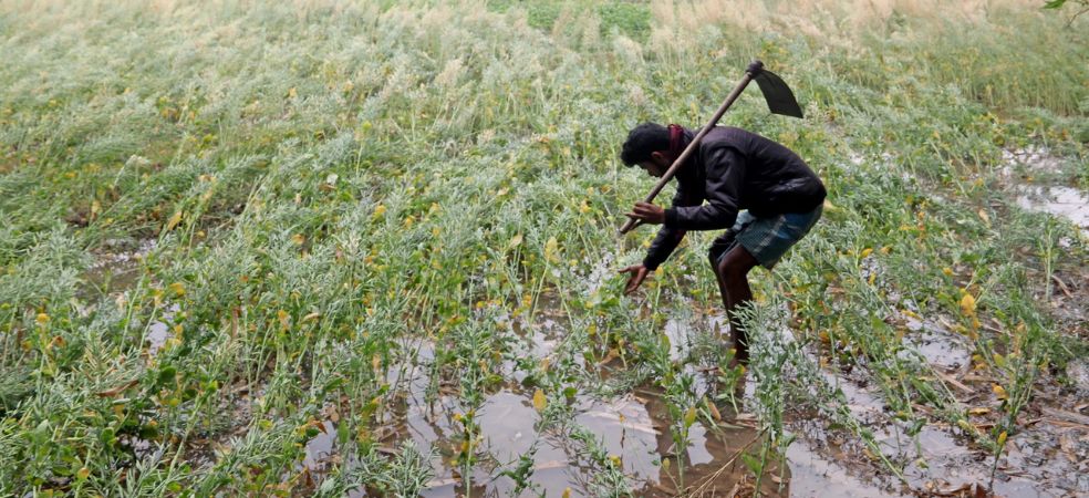 This scheme will compensate for crop loss caused by unseasonal rains