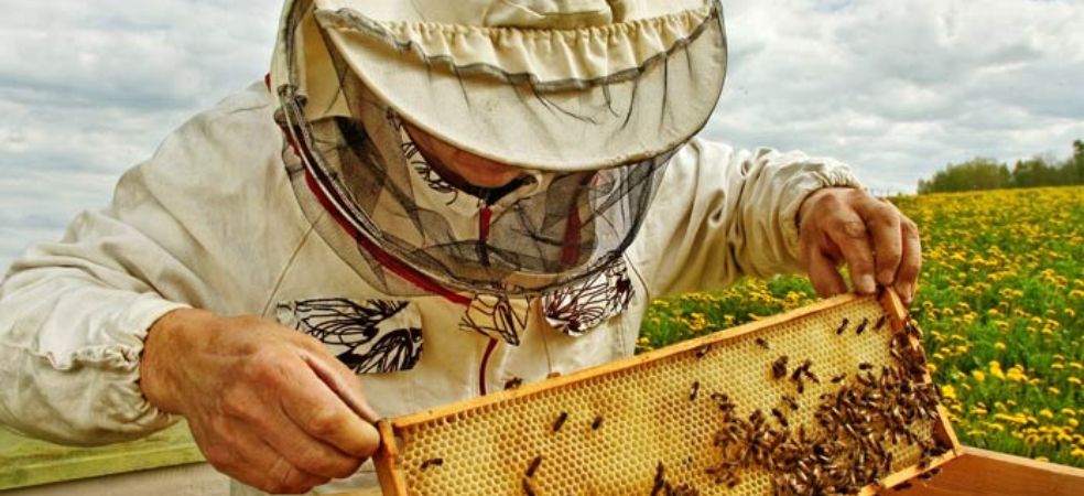 Government is giving bee boxes