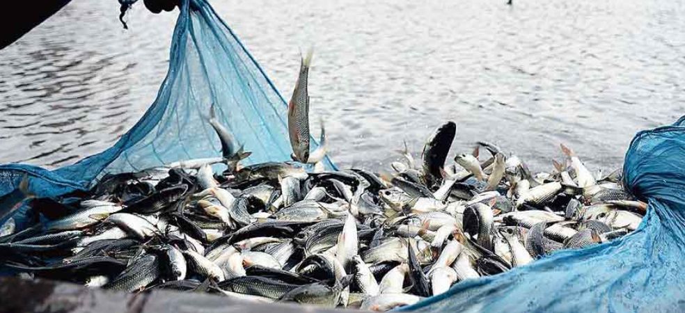 Government will do this work to increase fish production in the country