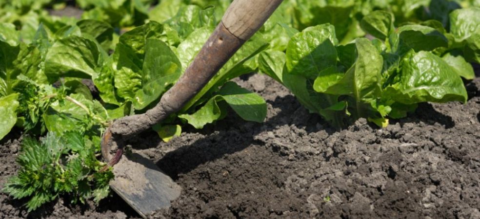 How to do weed management in vegetable crop