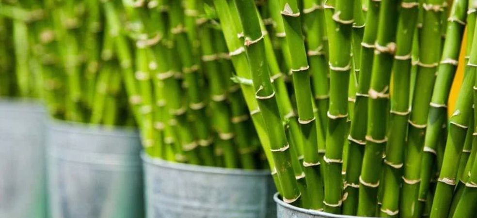 Cultivate bamboo on government subsidy