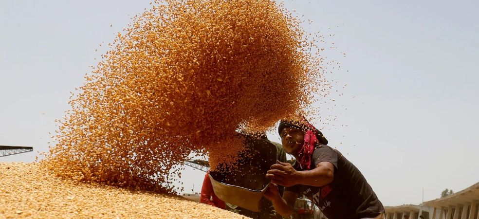 Now farmers will be able to buy wheat directly from NAFED and NCCF