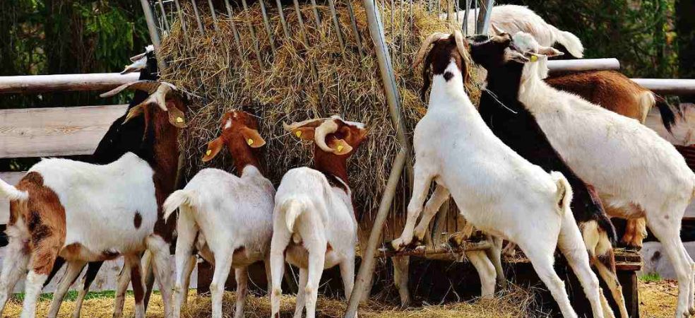 Government is providing subsidies and loan facilities for goat rearing