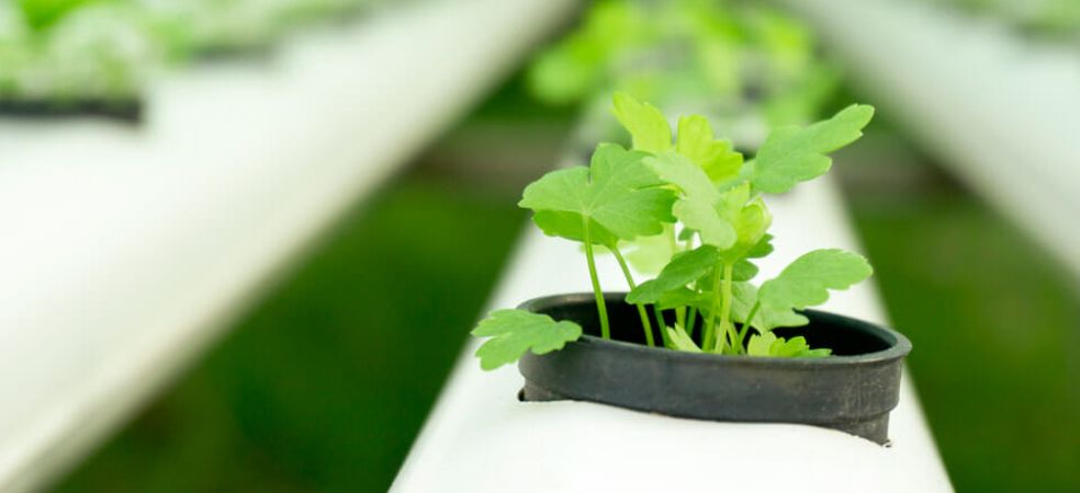 Benefits of growing crops with hydroponics technology,