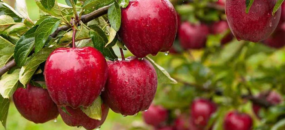 Government is giving subsidies up to 50% on apple cultivation