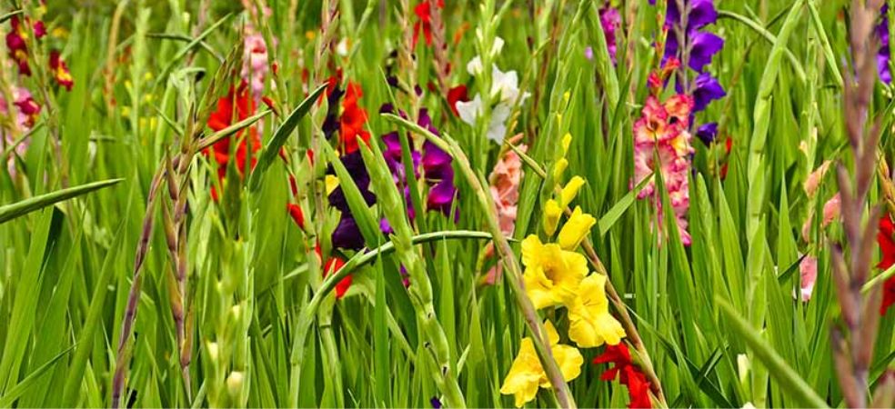 Huge subsidy on flower cultivation