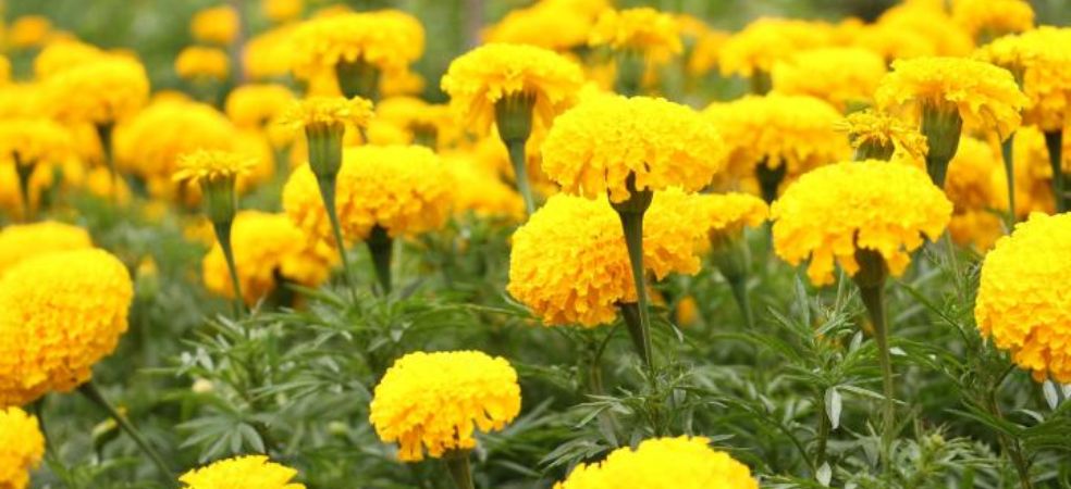 marigold farming