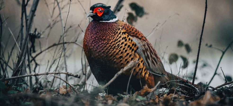 Farmers can earn good profits at low cost by rearing pheasants