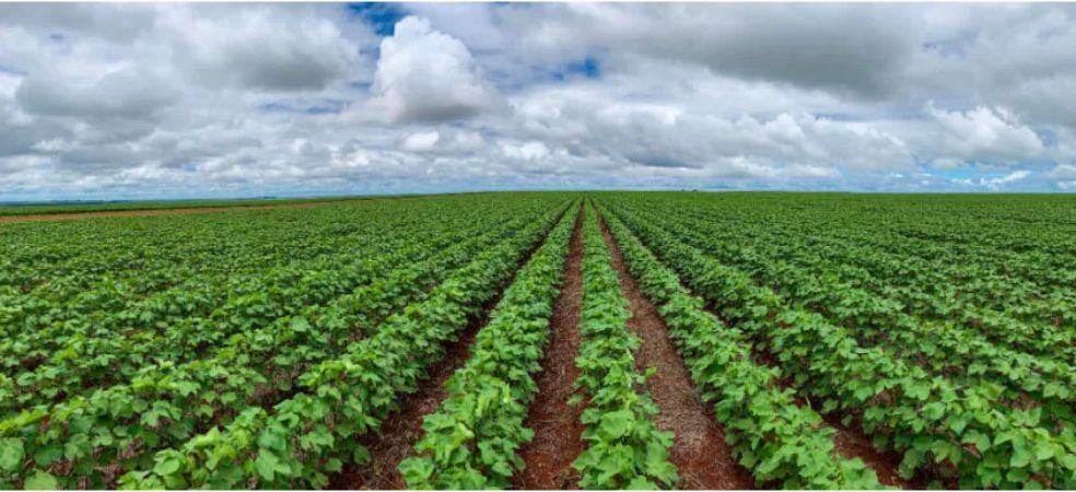 How to do nutrition management in cotton and know its benefits