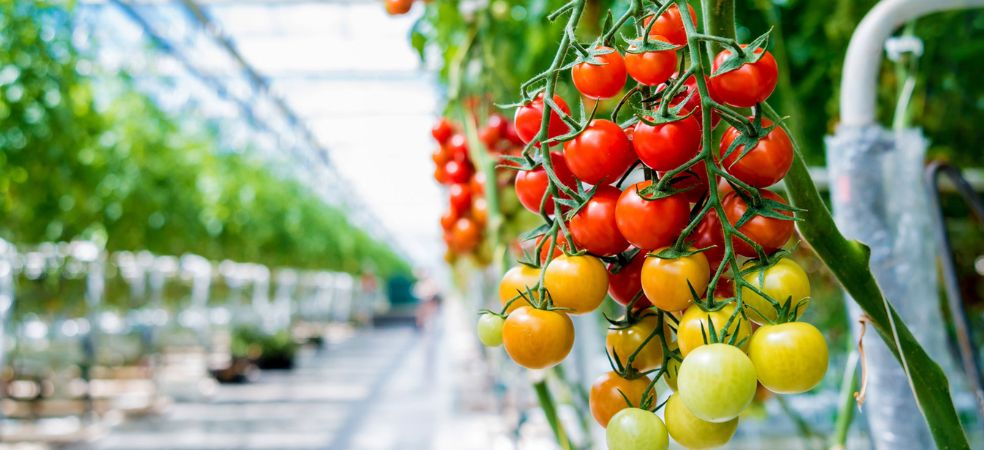 Cultivate fruits and vegetables on bumper subsidy