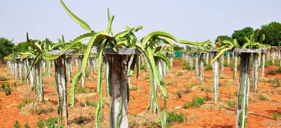 Mukhyamantri Horticulture Mission Scheme