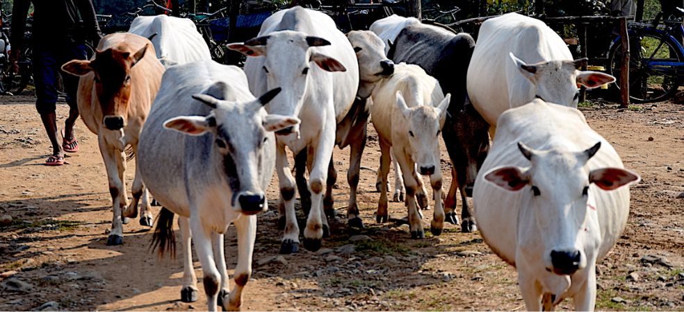 Compensation will be given on the death of cattle