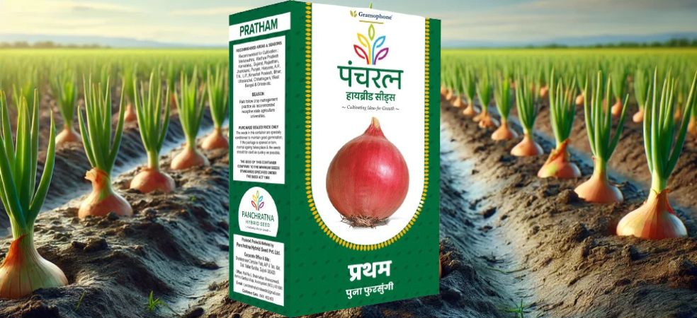 Gramophone's amazing onion seed Panchratna Pratham.