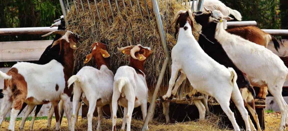 Start goat rearing business, government will help up to Rs 8 lakh