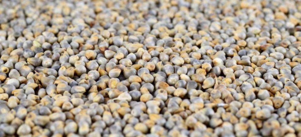 Government Begins Jowar and Millet Procurement in this state