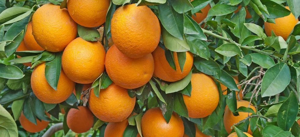 Now Orange Farming to Expand in Madhya Pradesh