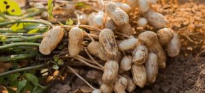 Peanuts from This State Set to Make Their Mark Globally Government’s Remarkable Plan